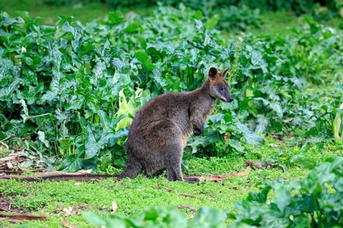 Swamp wallaby (Wallabia bicolor)