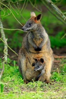 Swamp wallaby (Wallabia bicolor)
