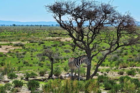 Plains Zebras (Equus quagga)
