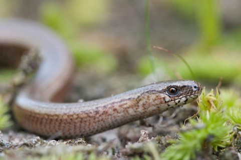 Slow Worm (Anguis fragilis)