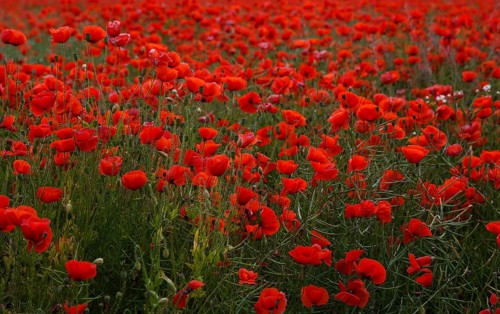 Poppy field in full bloom