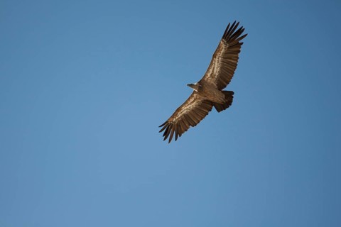 Griffon Vulture (Gyps fulvus) in flight