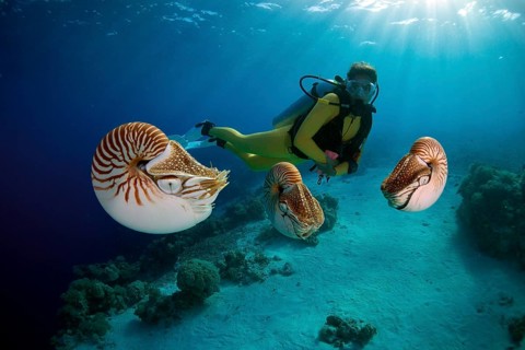 Scuba diver watching Palau Nautiluses (Nautilus belauensis)