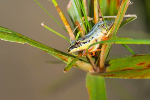 Blue-back Reed Frog (Heterixalus madagascariensis)