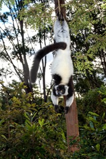 Black-and-White Ruffed Lemur (Varecia variegata)