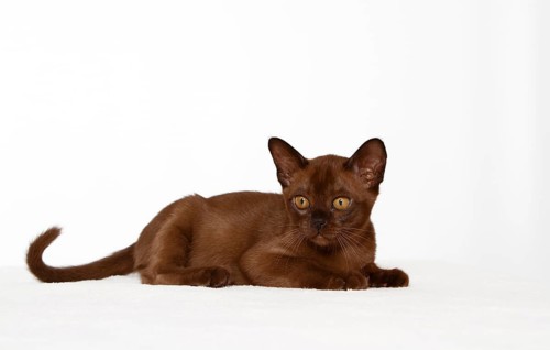 Burmese cat