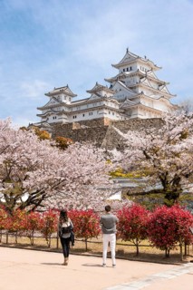 Blossoming cherry trees