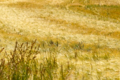 Cornfield