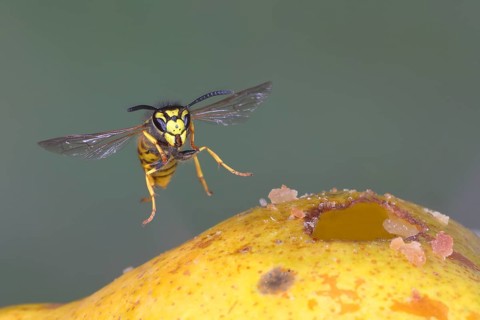 German wasp (Vespula germanica) flies on a pear