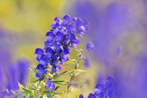 Monkshood (Aconitum napellus)