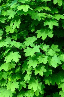 Green leaves of a Norway maple (Acer platanoides) in summer