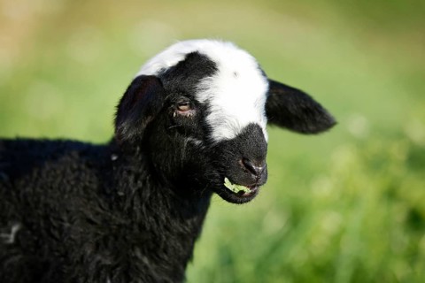 Black and white lamb grazing in a meadow