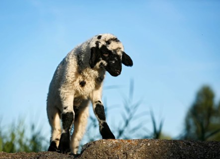 Black and white lamb standing on a rock