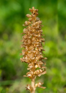 Bird's-nest Orchid (Neottia nidus-avis)