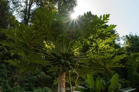 Papaya tree (Carica papaya)