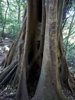 Strangler Fig (Ficus) wrapped around a host tree