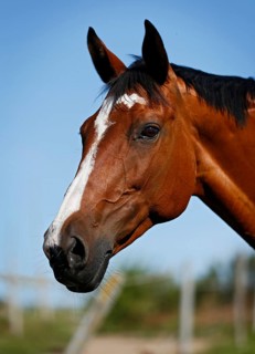 Brown mare Wielkopolska