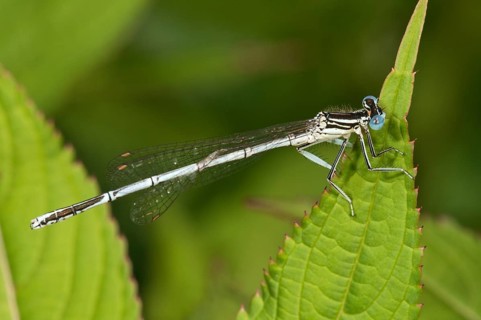 White-legged Damselfly or Blue Featherleg (Platycnemis pennipes)