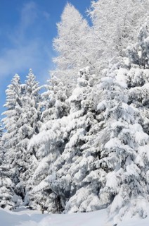 Snow-covered spruce trees (Picea abies) and larch trees (Laryx decidua)