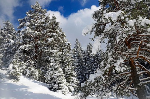 Snow-covered spruce trees (Picea abies) and pine trees (Pinus sylvestris) in a mountain forest