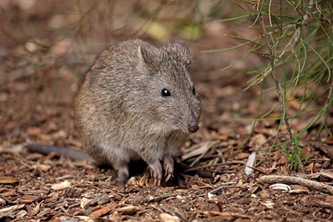 Long-nosed potoroo (Potorous tridactylus) adult