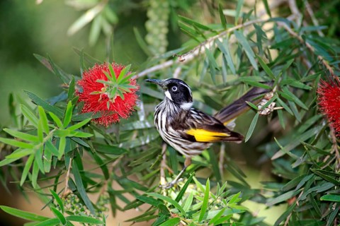 New Holland honeyeater (Phylidonyris novaehollandiae)