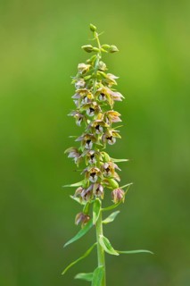 Broad-leaved Helleborine (Epipactis helleborine)