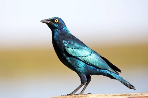 Greater blue-eared starling (Lamprotornis chalybaeus)