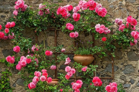 Rambler roses and lavender