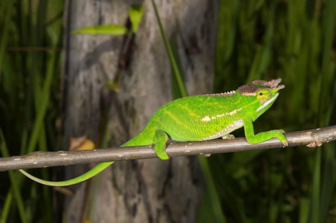 Canopy Chameleon (Furcifer willsii)