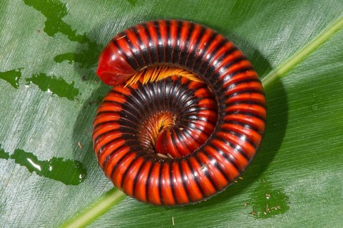 Giant Madagascar Millipede (Aphistogoniulus hova)