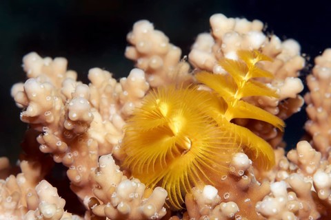 Christmas tree worm (Spirobranchus giganteus) on Acropora-stone coral (Acropora sp.)