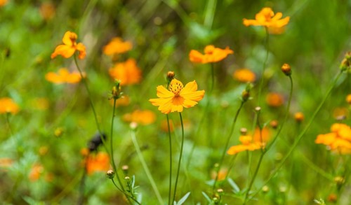 Orange wildflowers