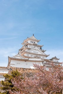 Blossoming cherry trees