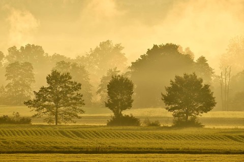 Meadows and trees in early fog