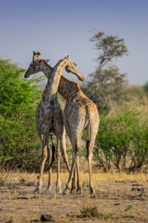 Angolan Giraffes (Giraffa camelopardalis angolensis)