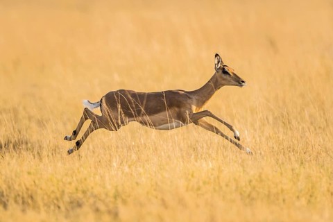 Impala (Aepyceros melampus)