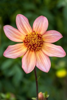 GartenDahlia (Dahlia)