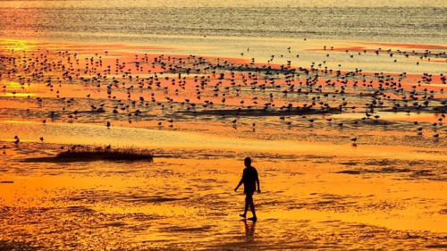 Walkers and seagulls