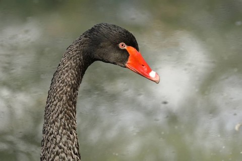 Black swan (Cygnus atratus)