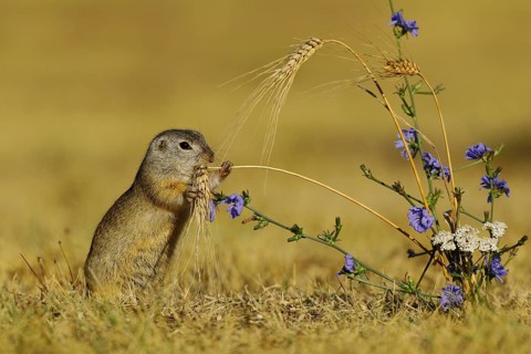 European Suslik (Spermophilus citellus) feeding a barley ferry