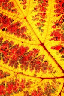 Vine leaf red and yellow in autumn