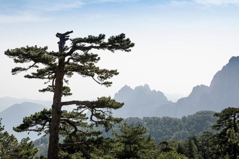 Mountain massif with rocky peaks and pines