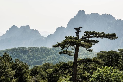 Mountain massif with rocky peaks and pines