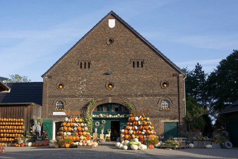Pumpkins for sale