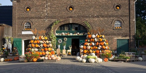 Pumpkins for sale