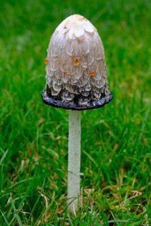 Shaggy ink cap (Coprinus comatus)