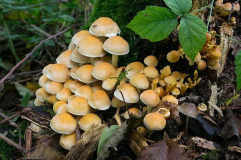 Smoke-leaved sulphur head (Hypholoma Lapnoides)