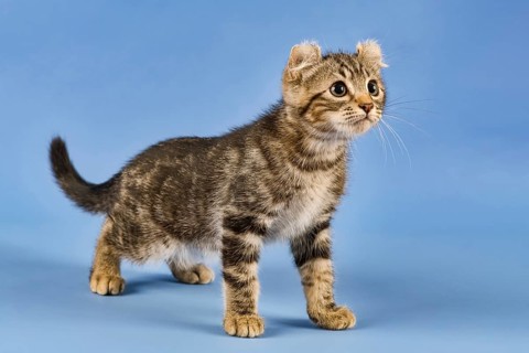 Breedcat American Curl (Felis silvestris catus)
