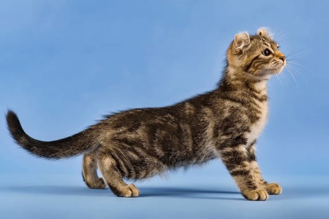 Breedcat American Curl (Felis silvestris catus)
